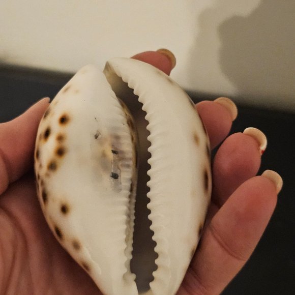 Etched Tiger Cowrie Shell Seashell Heron Egret Beauty Andaman Islands - Picture 3 of 4